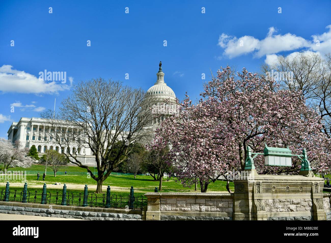 United States Capitol Building durante la primavera quando la fioritura dei ciliegi in fiore di picco, Washington DC, Stati Uniti d'America Foto Stock