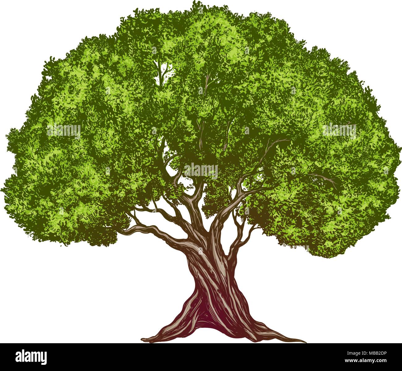 Albero Di Olivo Disegnati A Mano Illustrazione Vettoriale Disegno Realistico Colore Immagine E Vettoriale Alamy