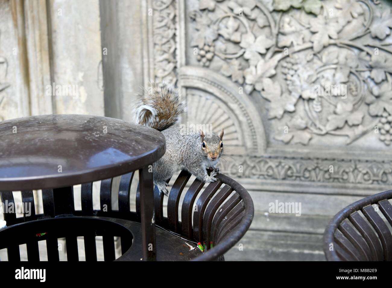 Grigio orientale scoiattolo (Sciurus carolinensis) in un cestino della spazzatura a Washington DC, Stati Uniti d'America Foto Stock