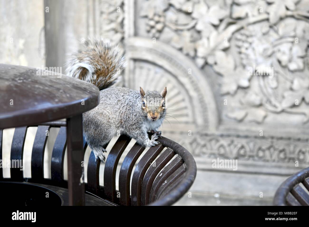 Grigio orientale scoiattolo (Sciurus carolinensis) in un cestino della spazzatura a Washington DC, Stati Uniti d'America Foto Stock