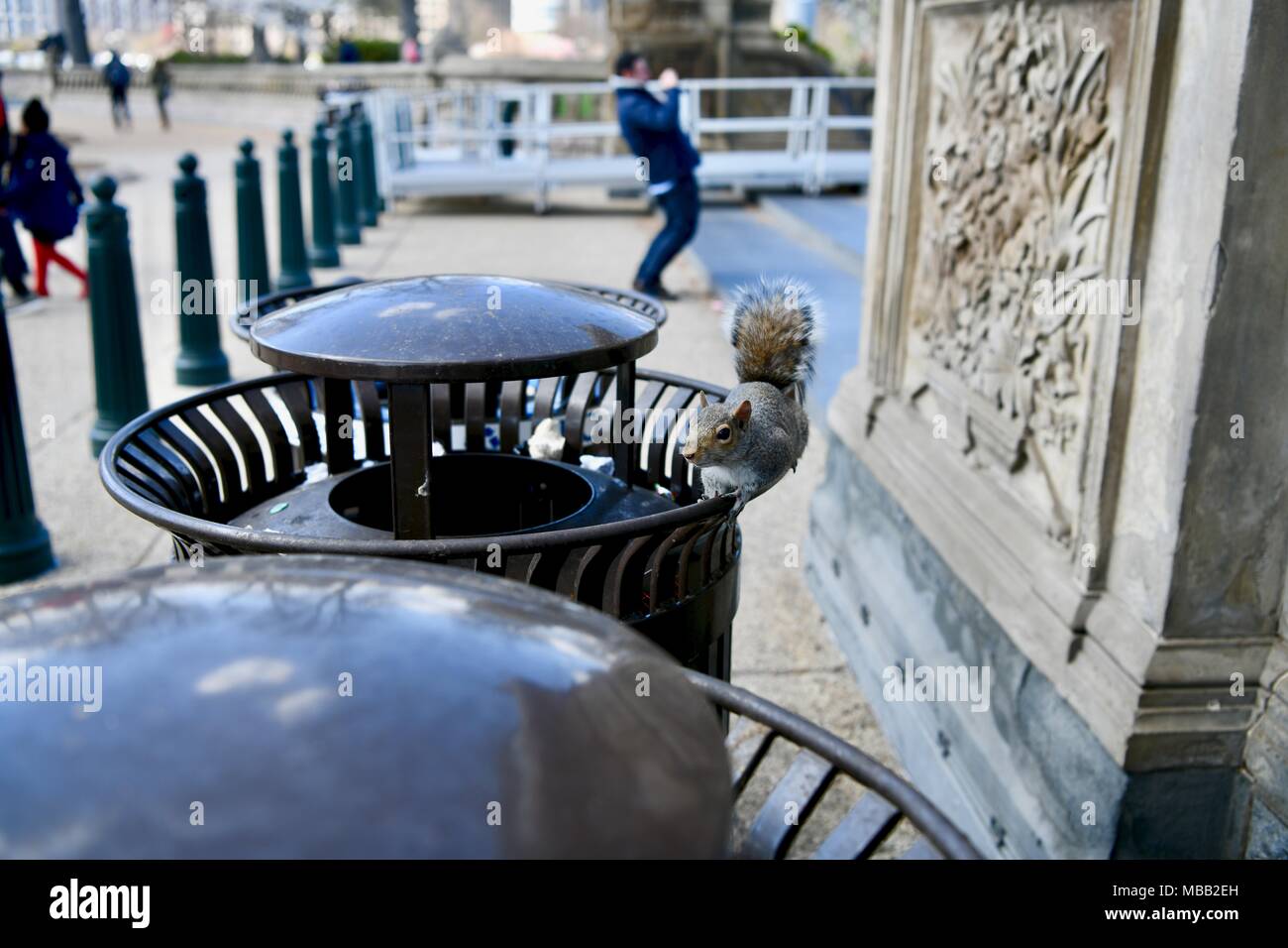 Grigio orientale scoiattolo (Sciurus carolinensis) in un cestino della spazzatura a Washington DC, Stati Uniti d'America Foto Stock