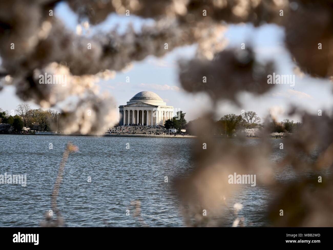 Jefferson Memorial vicino al bacino di marea durante il picco di fioritura dei fiori di ciliegio in Washington DC Foto Stock