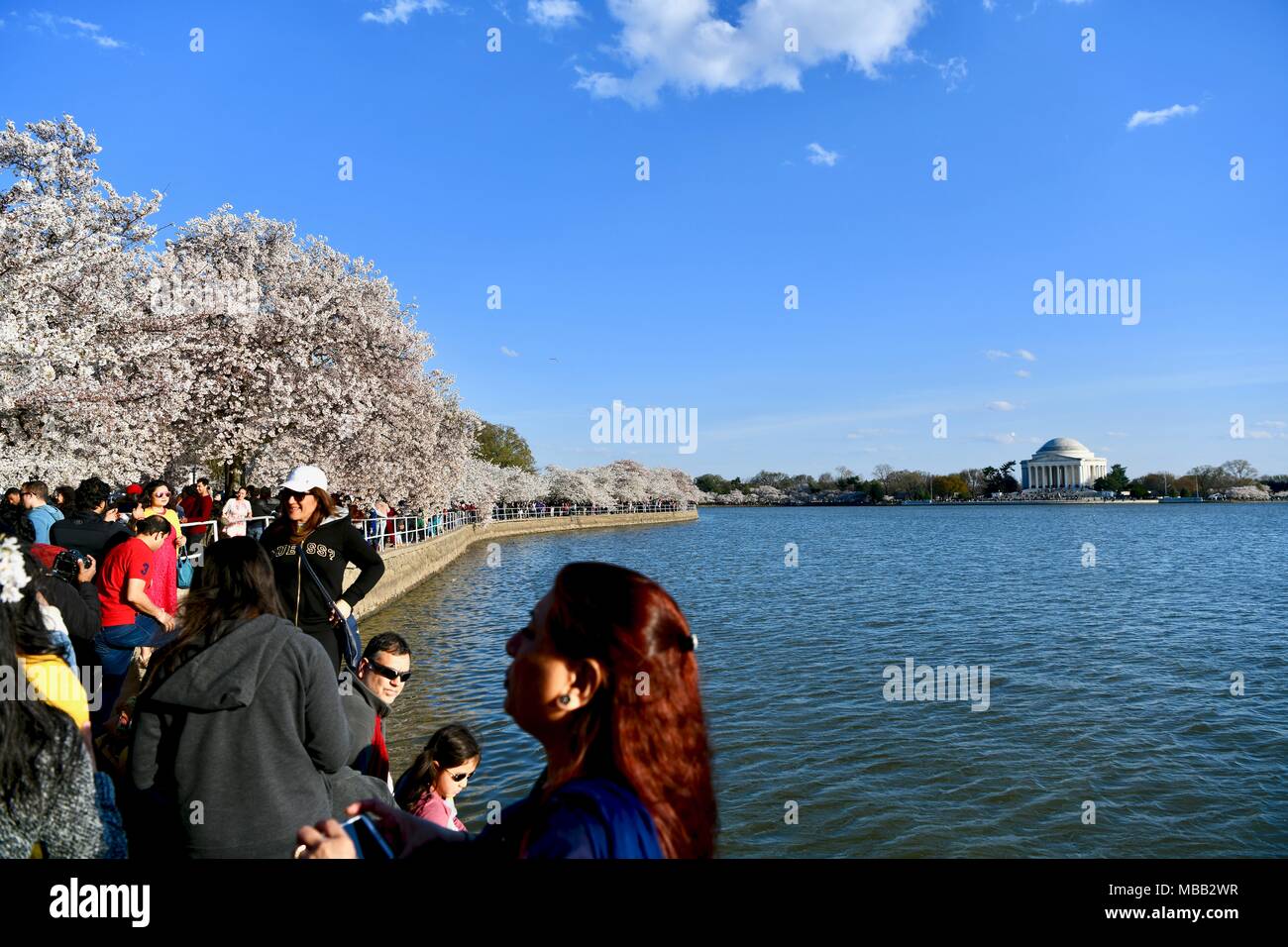 Jefferson Memorial vicino al bacino di marea durante il picco di fioritura dei fiori di ciliegio in Washington DC Foto Stock
