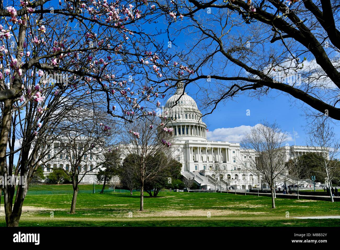 United States Capitol Building durante la primavera quando la fioritura dei ciliegi in fiore di picco, Washington DC, Stati Uniti d'America Foto Stock