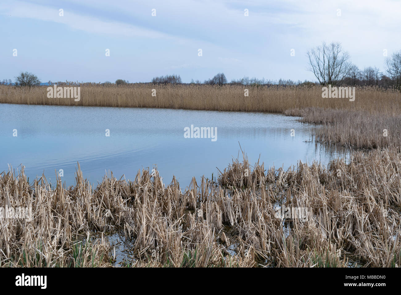 Natura 2000, Zator, Polonia, 10 aprile 2018. La zona della natura è completamente protetti contro la civiltà contemporanea come parte del programma Natura 2000. Una bella mattina di sole. La natura si sta svegliando a pieno fiore. Area di silenzio dal rumore della città e del rumore. Credito: w124merc / Alamy Live News Foto Stock