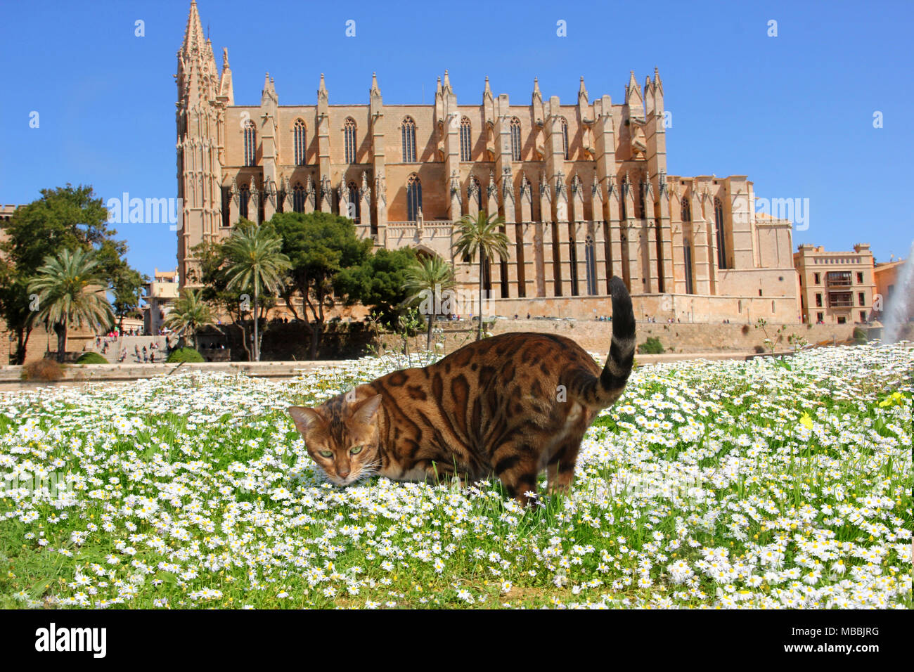 Gatto bengala in piedi in un prato di fronte la Cattedrale di Palma di Mallorca Foto Stock