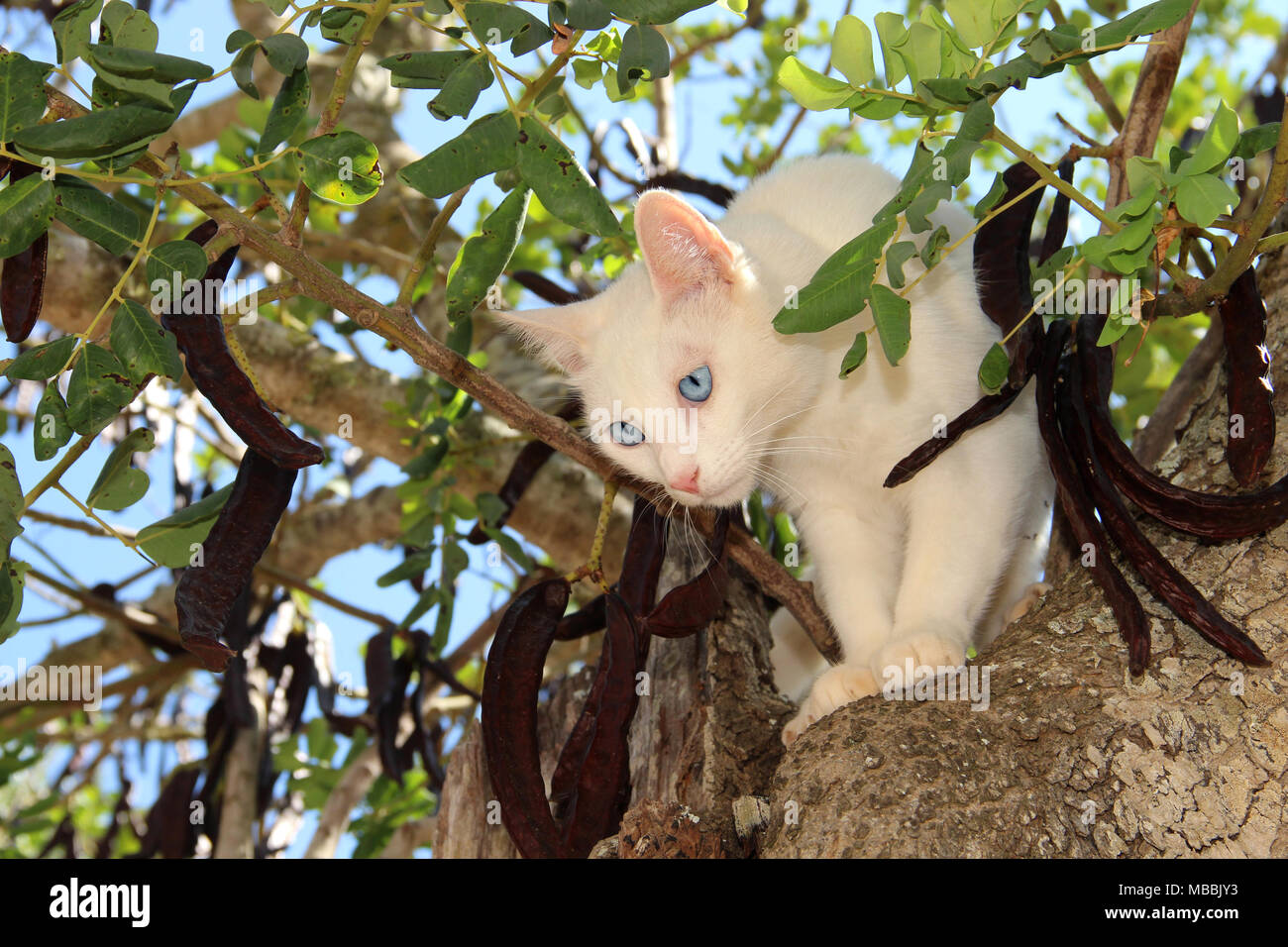 White cat salendo su un carrubo Foto Stock