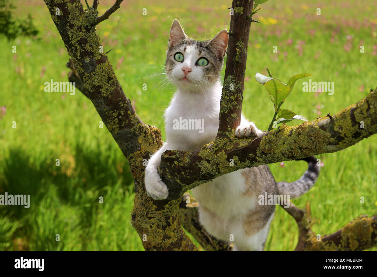 Il gatto domestico, nero tabby white, arrampicata su un albero Foto Stock