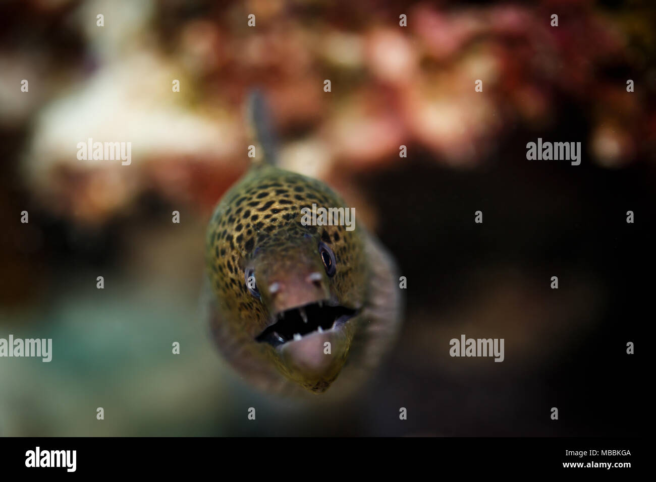 Primo piano della testa di murene macchiata verde con bocca aperta e timpano Foto Stock
