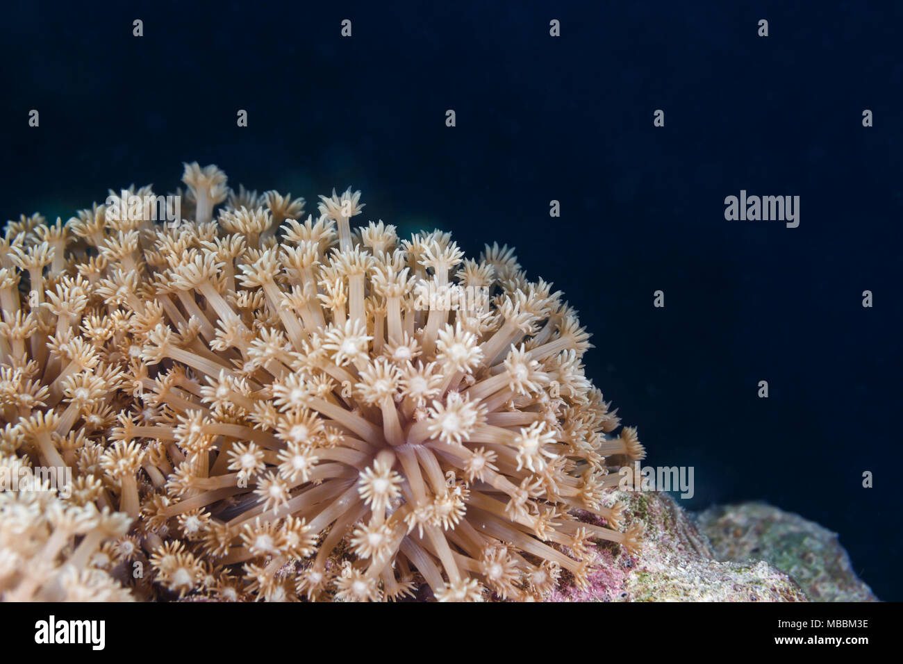 Primo piano dei tentici duri di polipo corallino prolungati di notte per l'alimentazione del filtro Foto Stock