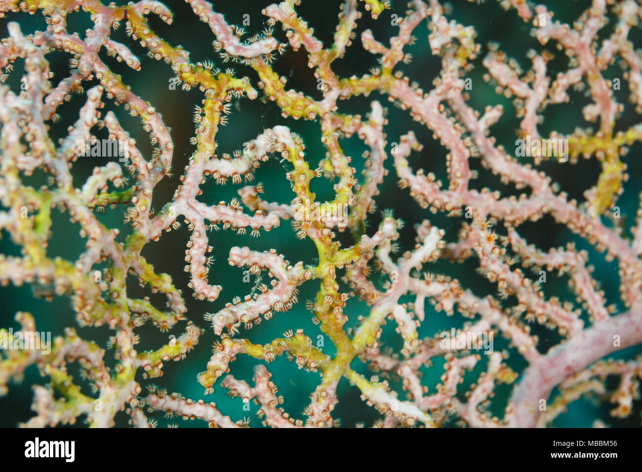 Primo piano della ramificazione pattern in pizzo e polipi sulla ramificazione, coral Acropora florida, Foto Stock