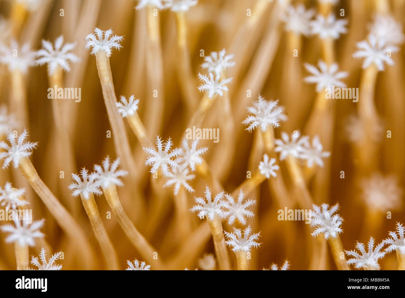 Primo piano di bianco a forma di stella di polipi di salice piangente Corallo pelle, Catalaphyllia jardinei Foto Stock
