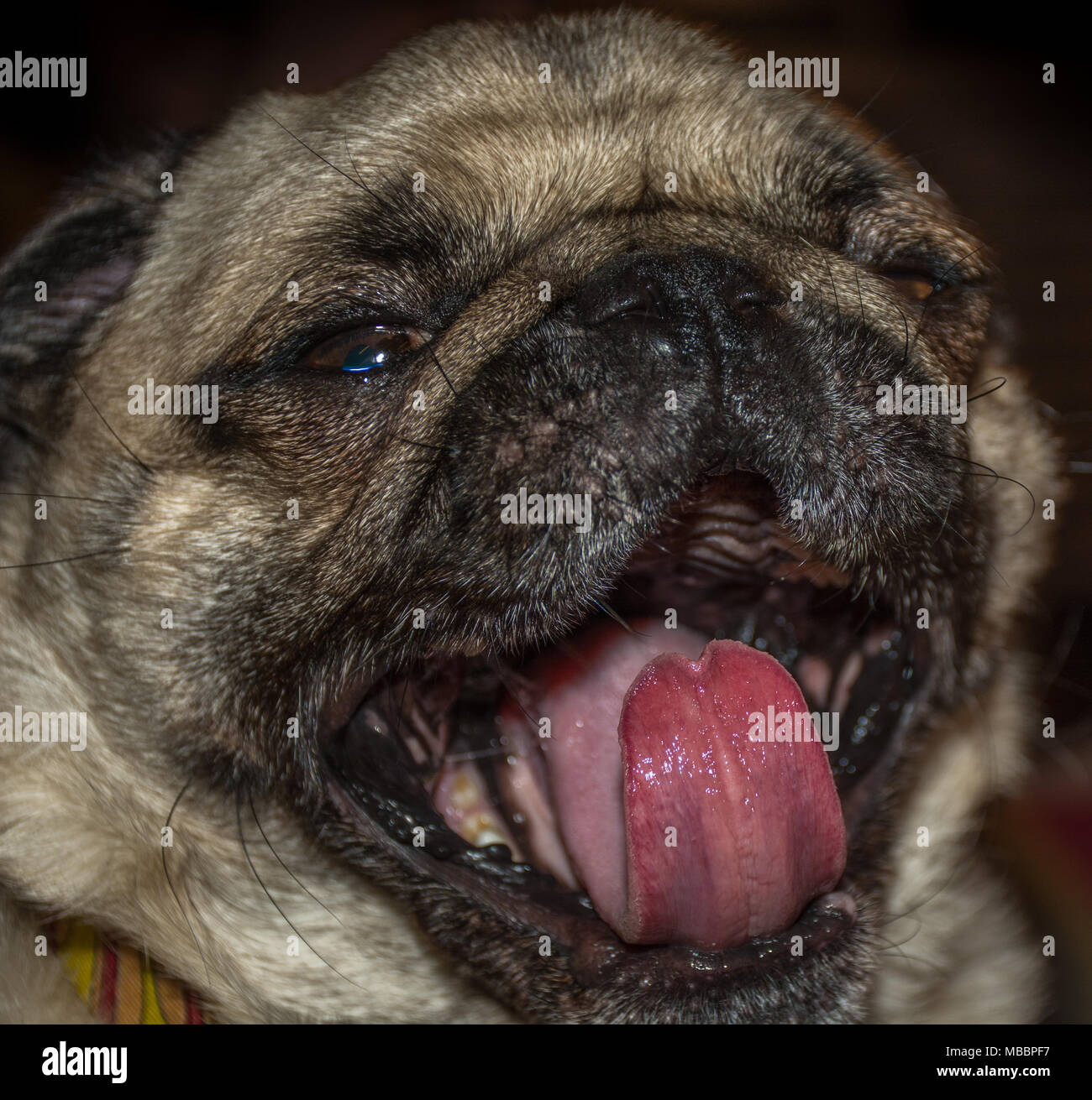 Sbadigliare giovani Pug Dog Foto Stock