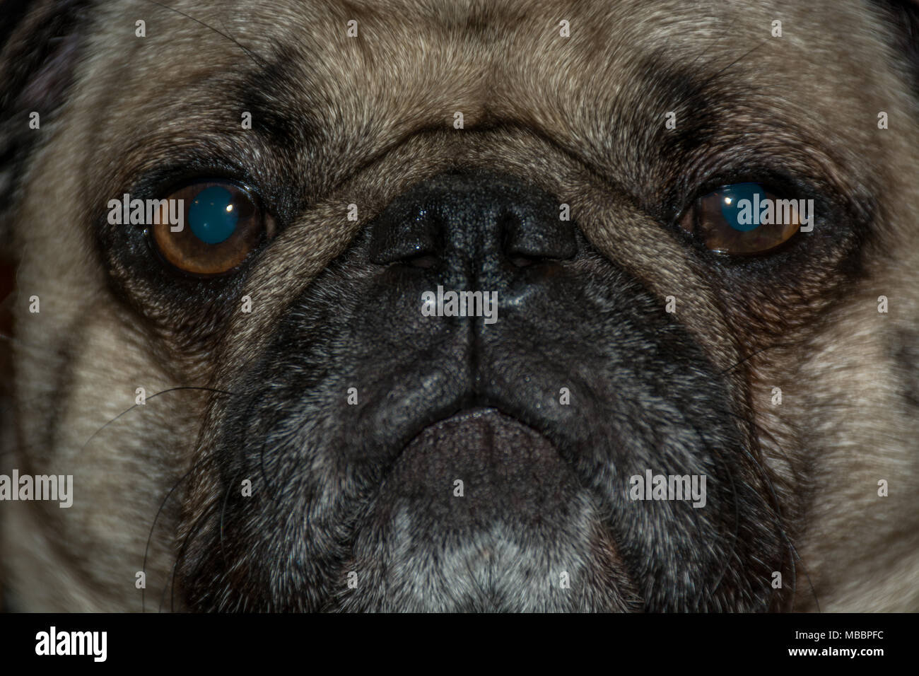 Il blu profondo aspetto di un Pug Foto Stock