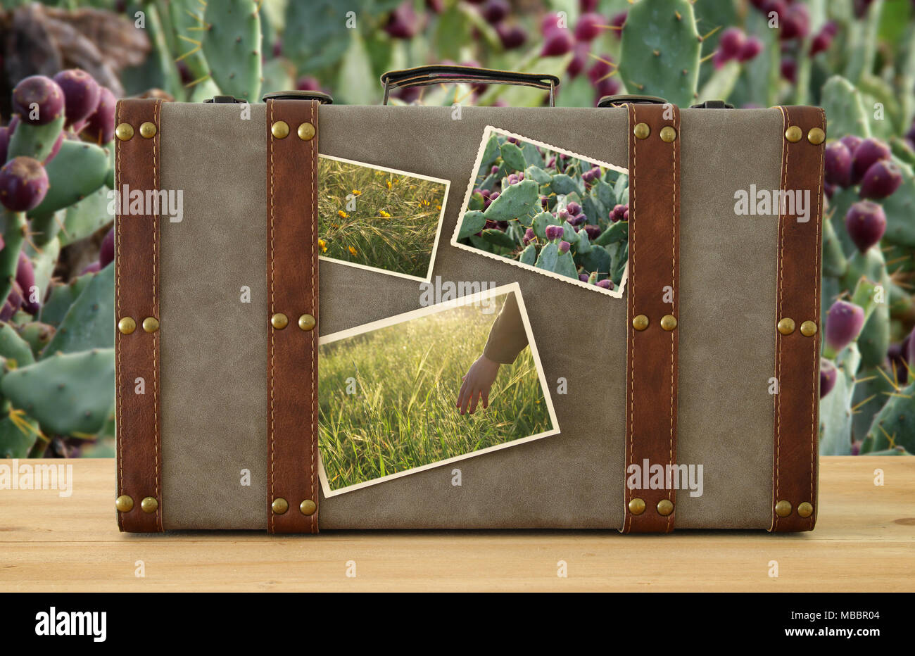 Immagine di un vecchio vintage bagagli con la natura delle foto sui cactus sfondo vegetale Foto Stock