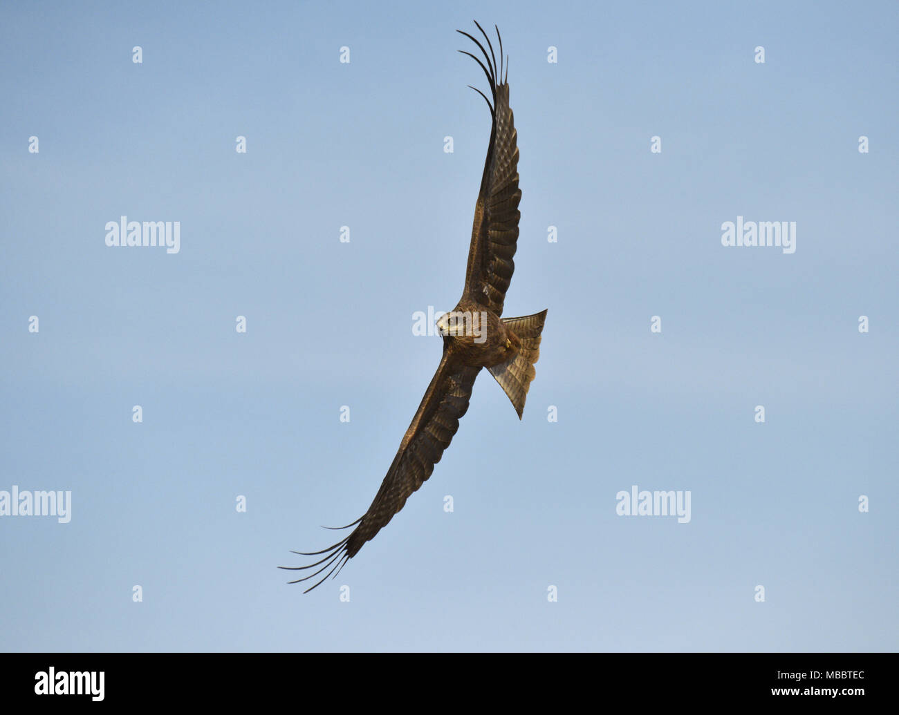 Nibbio - Milvus migrans Foto Stock