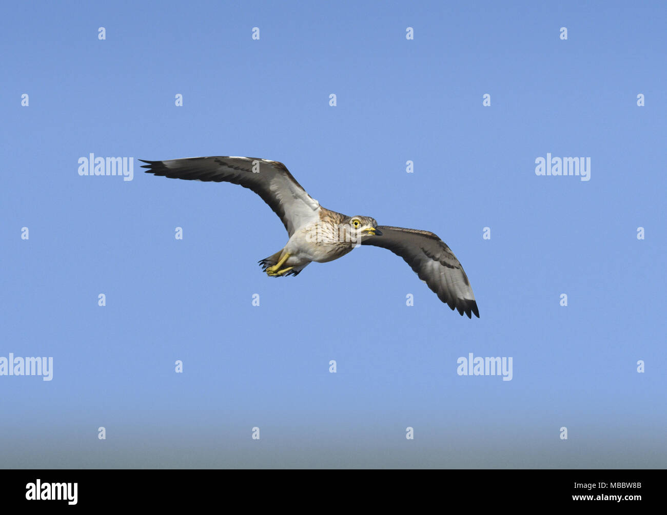 Pietra - Curlew Burhinus oedicnemus Foto Stock
