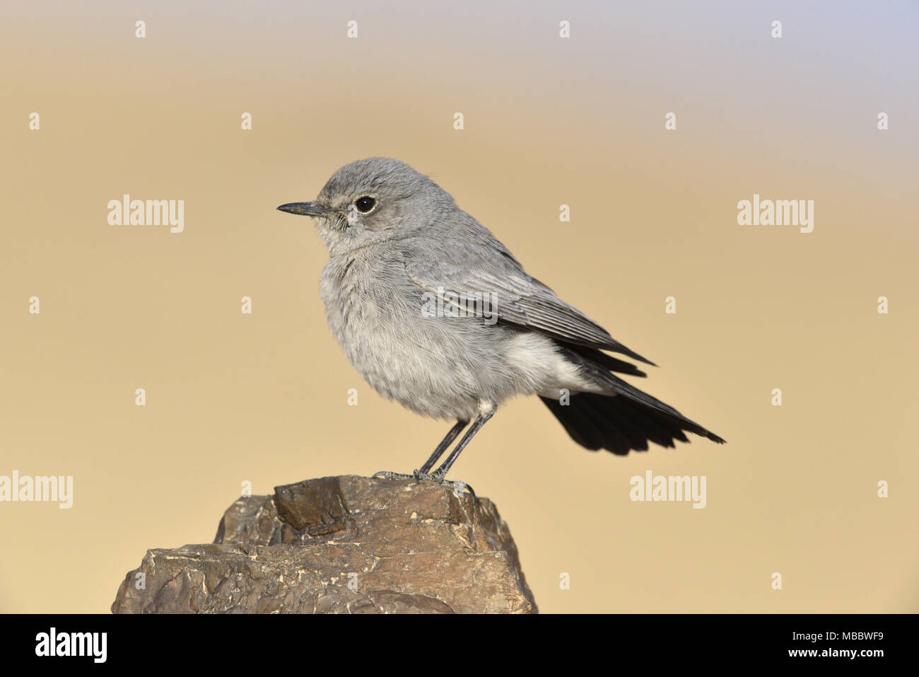 Blackstart - Oenanthe melanura Foto Stock