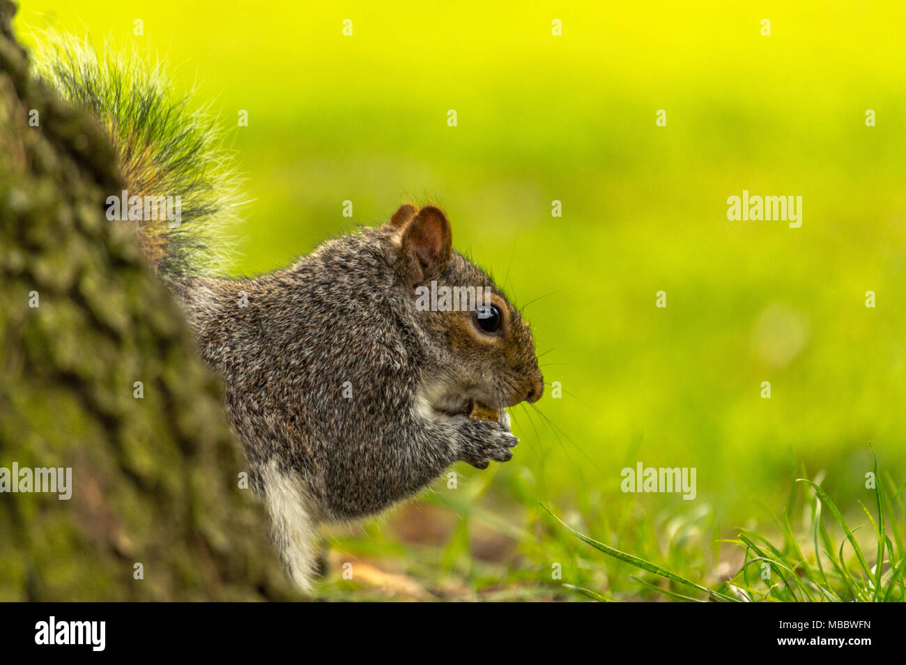 Abington park, la fauna selvatica Foto Stock