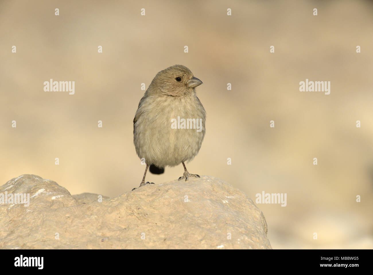 Il Sinai Rosefinch - Carpodacus synoicus - femmina Foto Stock