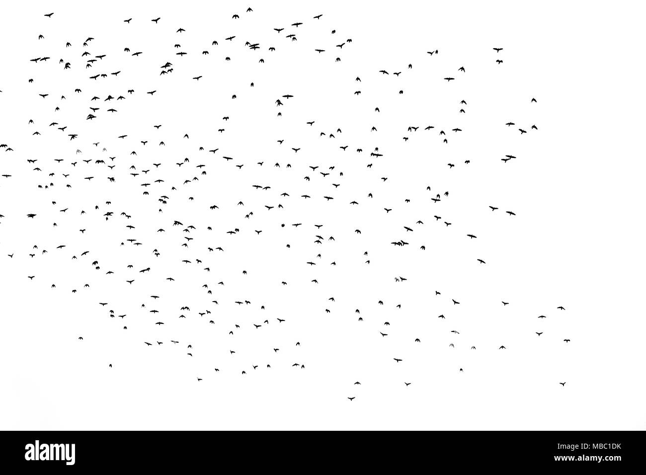 Foto di un grande gregge di uccelli neri nel cielo Foto Stock