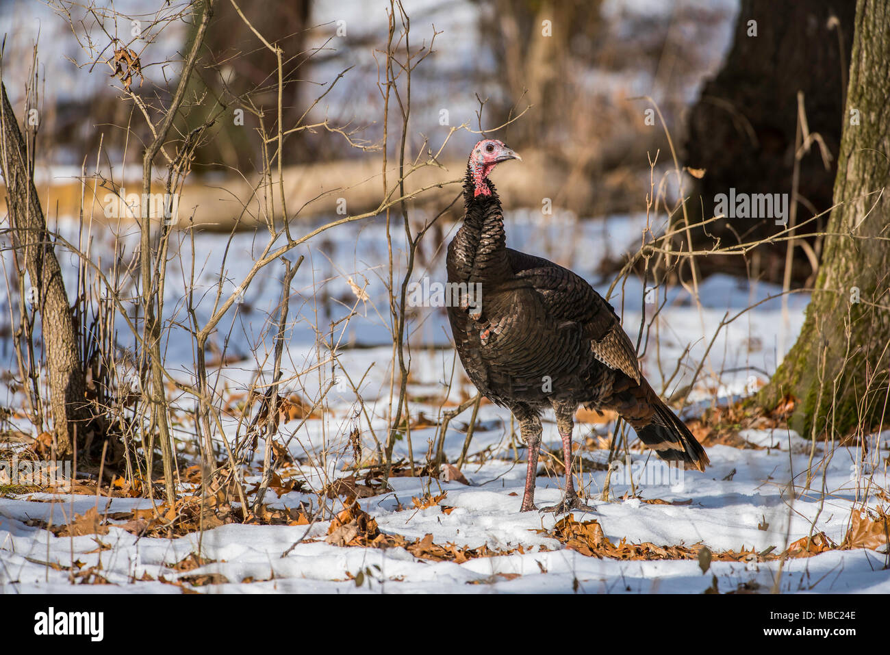 Eastern Wild Turchia (Meleagris gallopavo silvestris), inverno, USA orientale, da Bruce Montagne/Dembinsky Foto Assoc Foto Stock