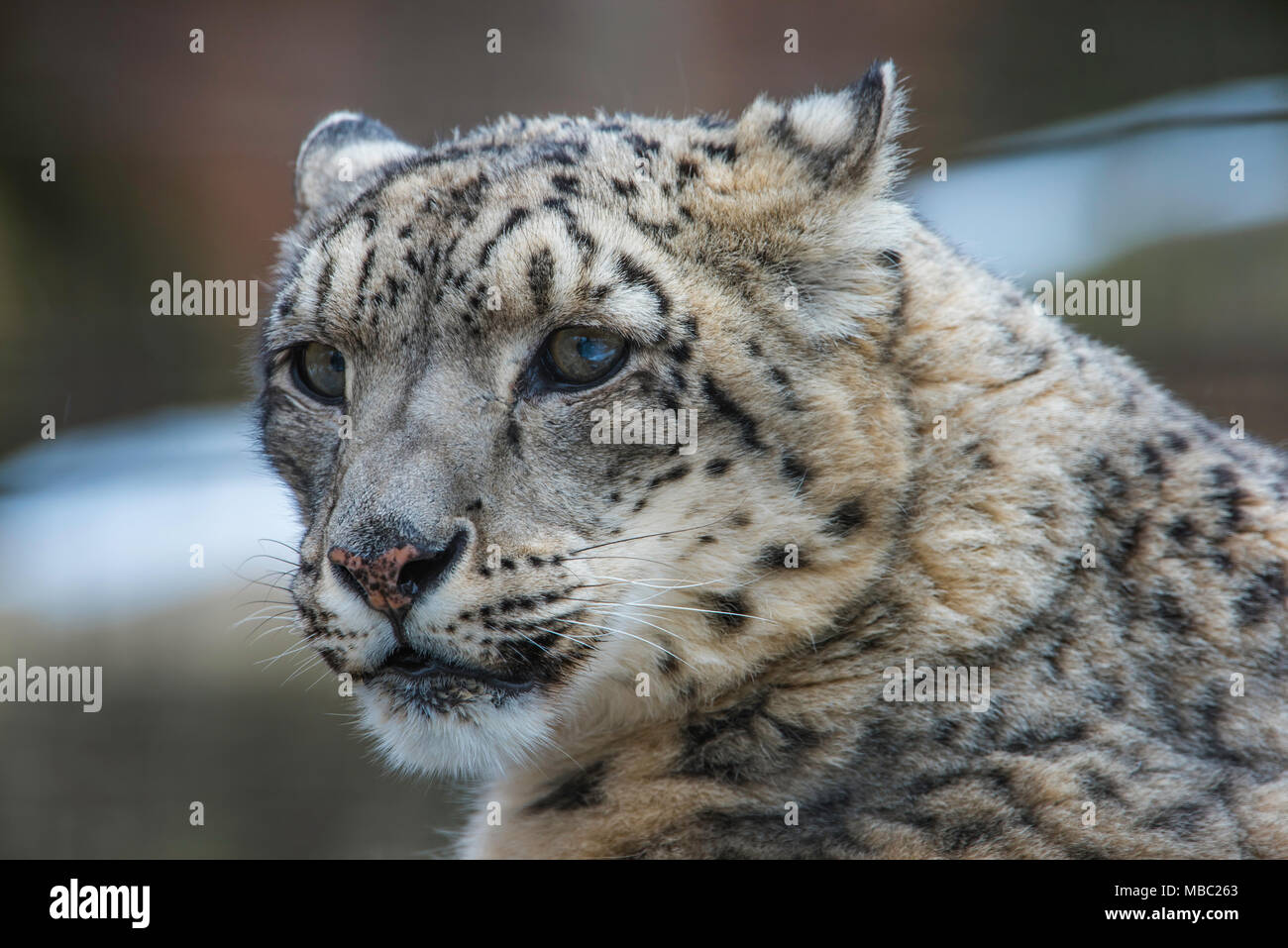 Snow Leopard (Panthera uncia), inverno, Central & Asia del Sud, girato in condizioni controllate, da Bruce Montagne/Dembinsky Foto Assoc Foto Stock