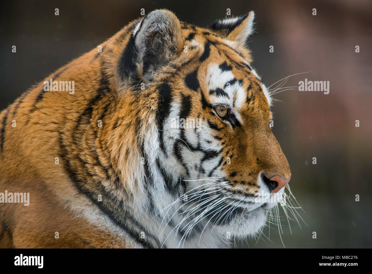 O di Amur tigre siberiana (Panthera tigris tigris), prigionieri Sikhote Alin regione di montagna, Estremo Oriente Russo, da Bruce Montagne/Dembinsky Foto Assoc Foto Stock