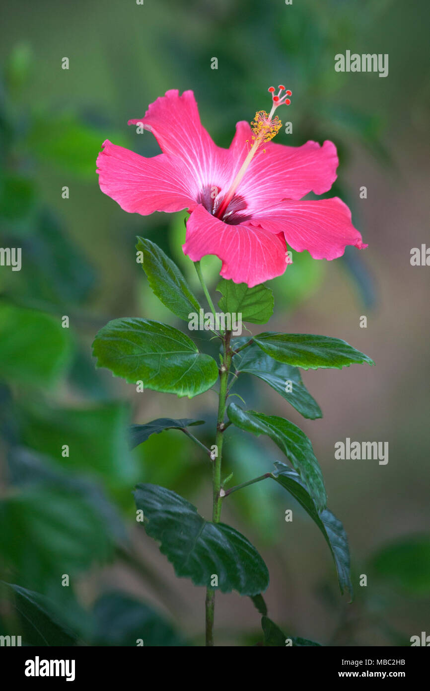 Fiore rosa ibisco in Costa Rica Foto Stock