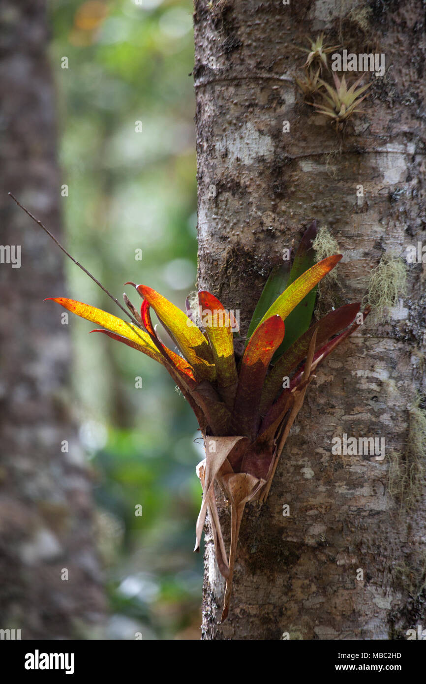 Bromeliad crescere su tronco di albero in giardino di foresta di nube, provincia di San José, Costa Rica Foto Stock