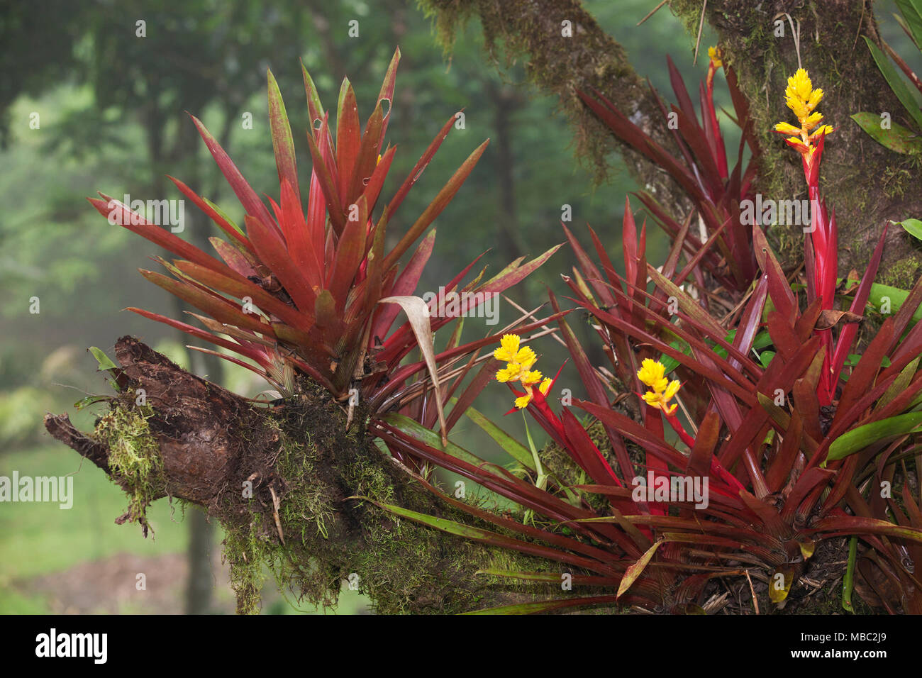 Fiori di bromeliade che crescono su un albero nei Giardini Botanici Wilson presso la Stazione biologica di Las Cruces nella provincia di Puntarenas, Costa Rica Foto Stock