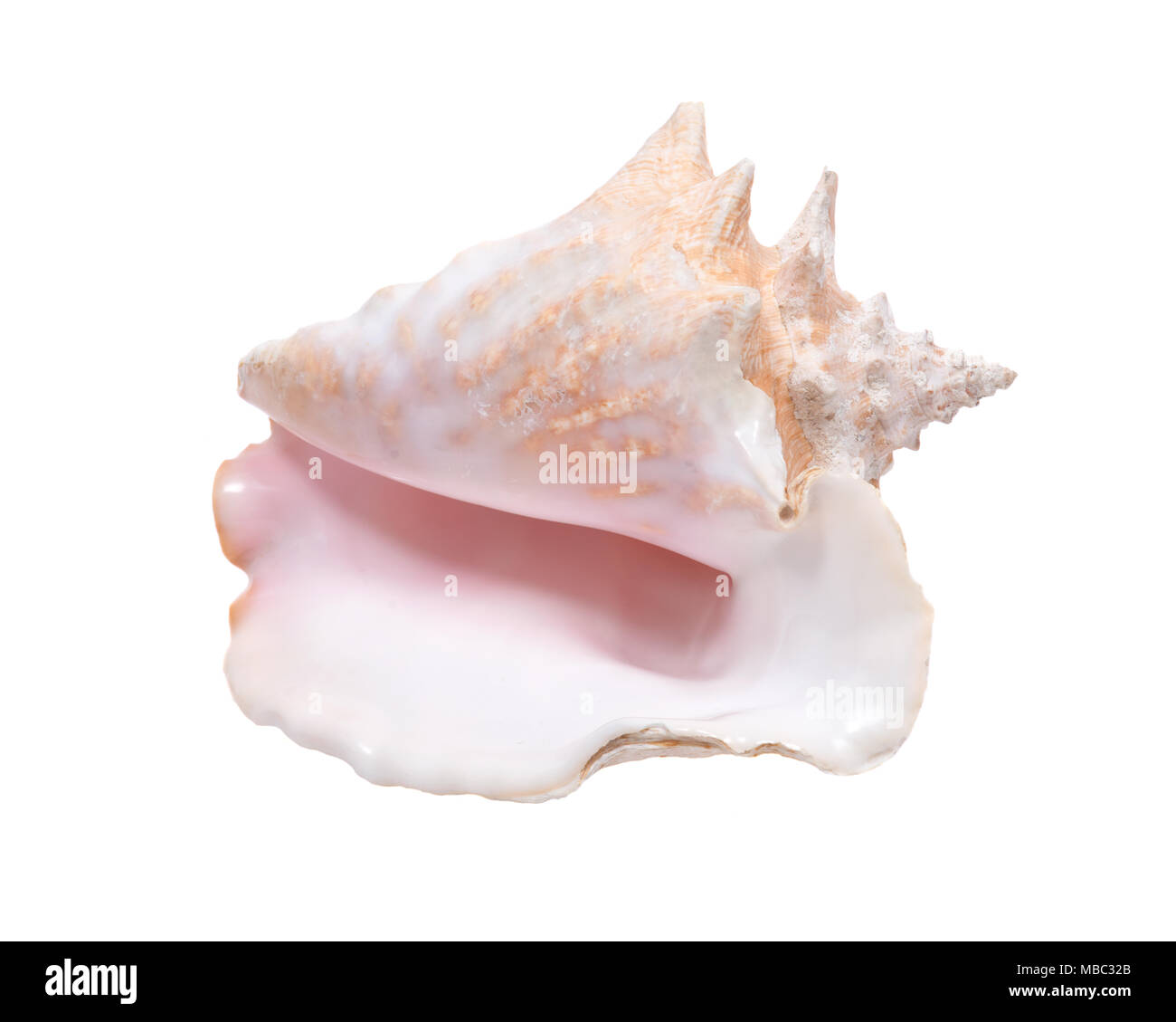 Rosa di grandi dimensioni queen conch conchiglia isolato su sfondo bianco Foto Stock