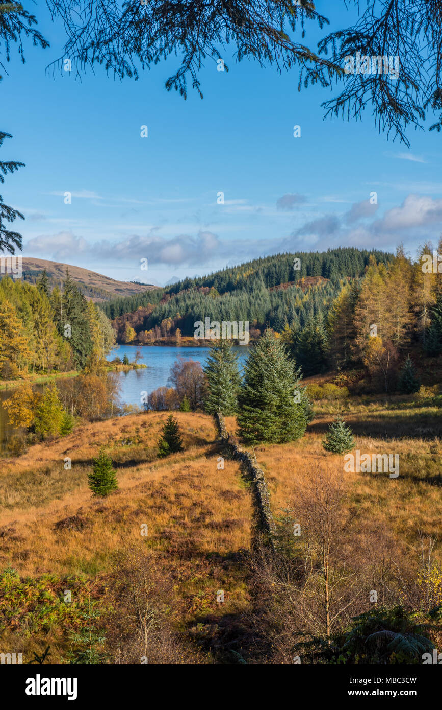 Autunno o cadere nel Queen Elizabeth Forest nel Trossachs National Park, vicino Aberfoyle nelle Highlands scozzesi Foto Stock