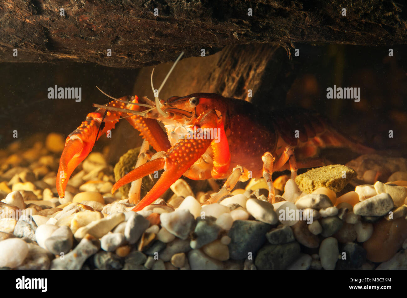 Dei gamberi Foto Stock