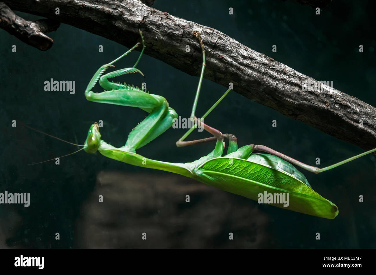 Depredavano mantis Foto Stock