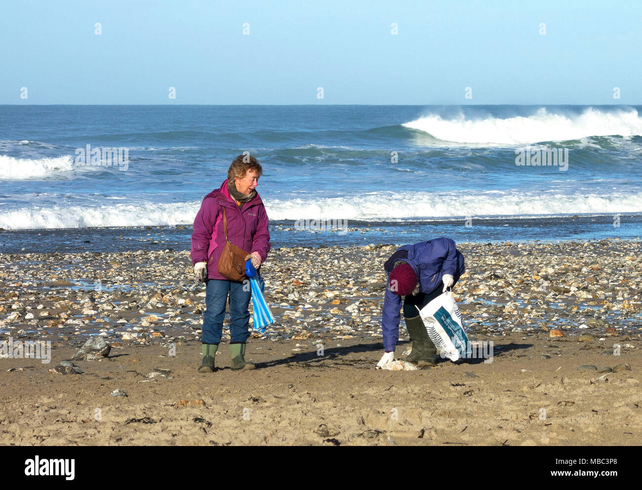 Due donne elderley la raccolta dei rifiuti di plastica della spiaggia di porthtowan, Cornwall, Inghilterra, Regno Unito. Foto Stock