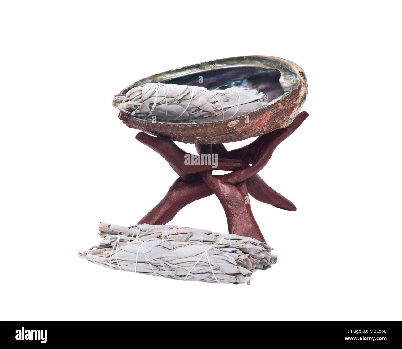 Sage Effetto sfumino e lucida brillante arcobaleno abalone con guscio in legno stand cobra isolati su sfondo bianco Foto Stock