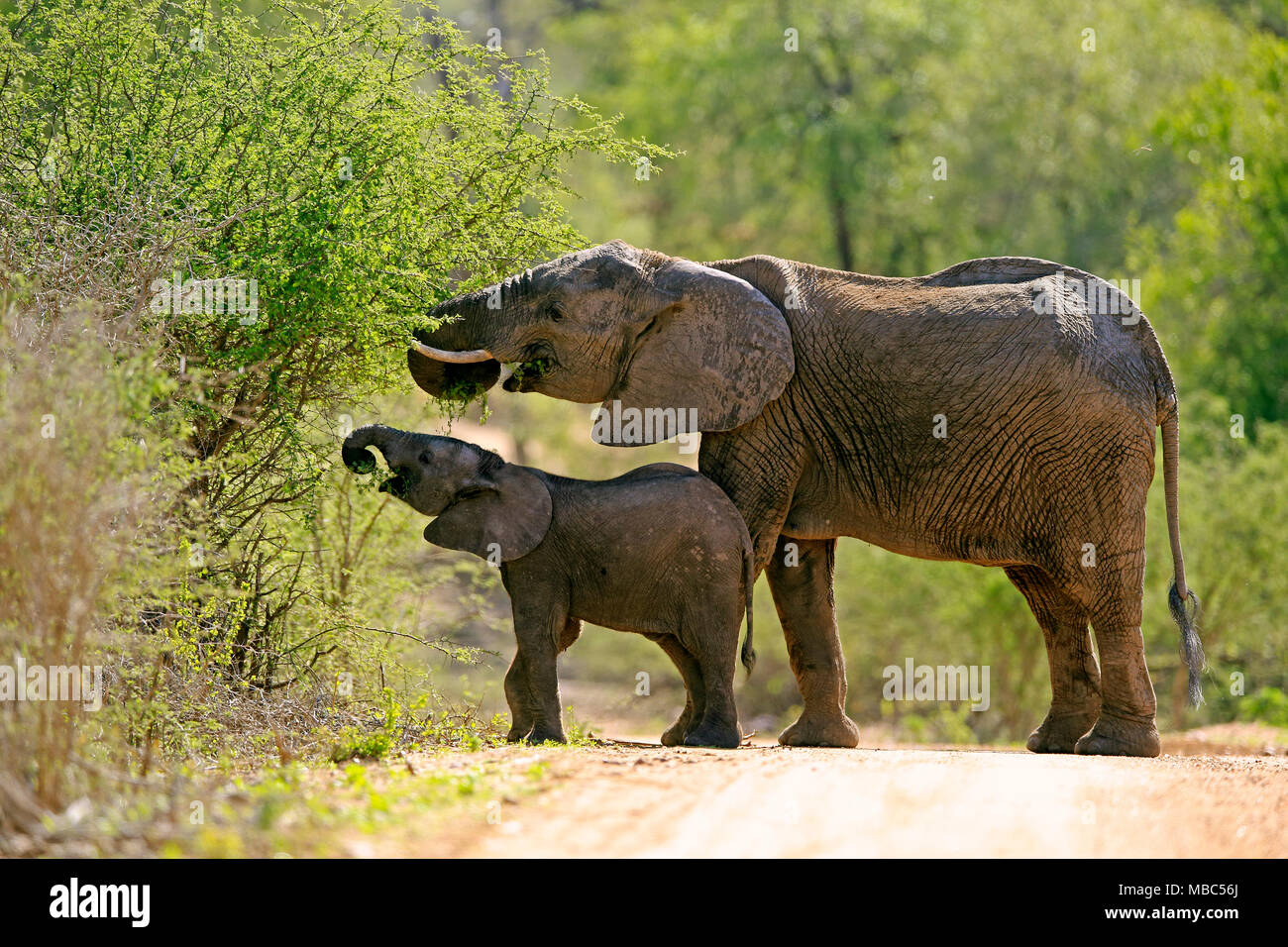 Elefante africano (Loxodonta africana), elefante mucca con giovani di alimentazione degli animali sulla boccola, foraggio, Parco Nazionale Kruger Foto Stock