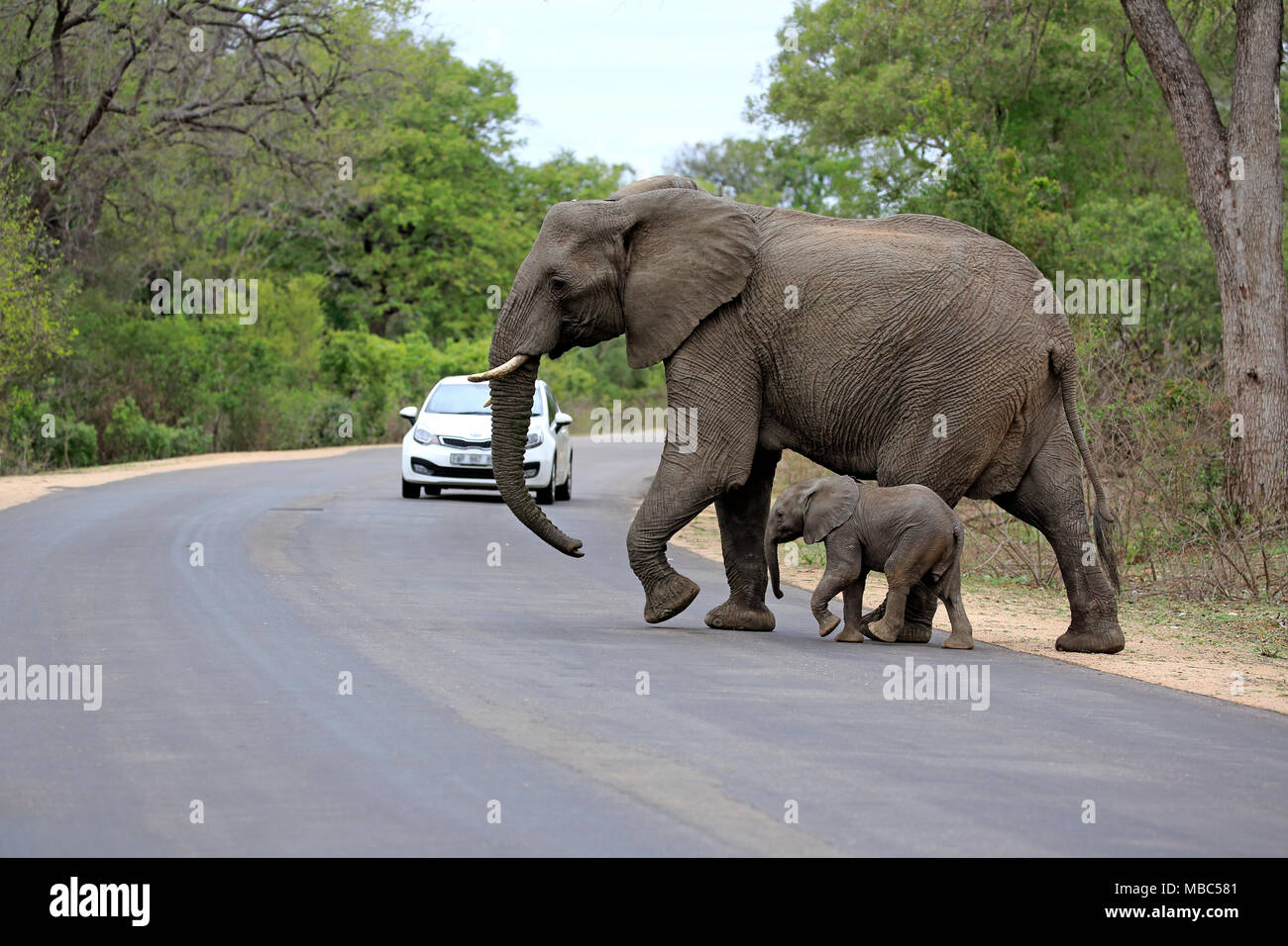 L'elefante africano (Loxodonta africana), elefante mucca con la giovane animale attraversare una strada con auto, turismo, Parco Nazionale Kruger Foto Stock