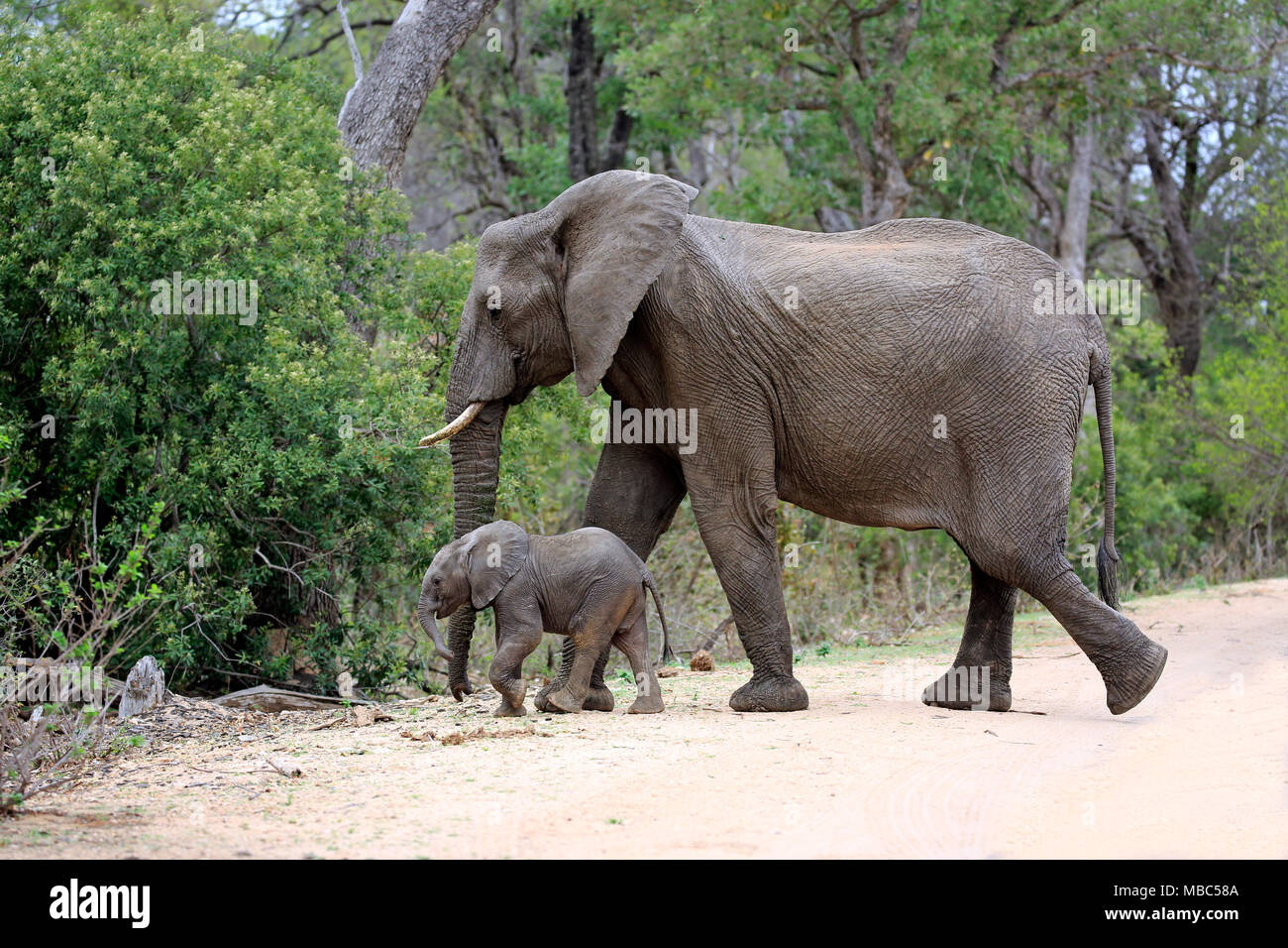 L'elefante africano (Loxodonta africana), Madre con animale giovane attraversare una strada, Kruger National Park, Sud Africa Foto Stock