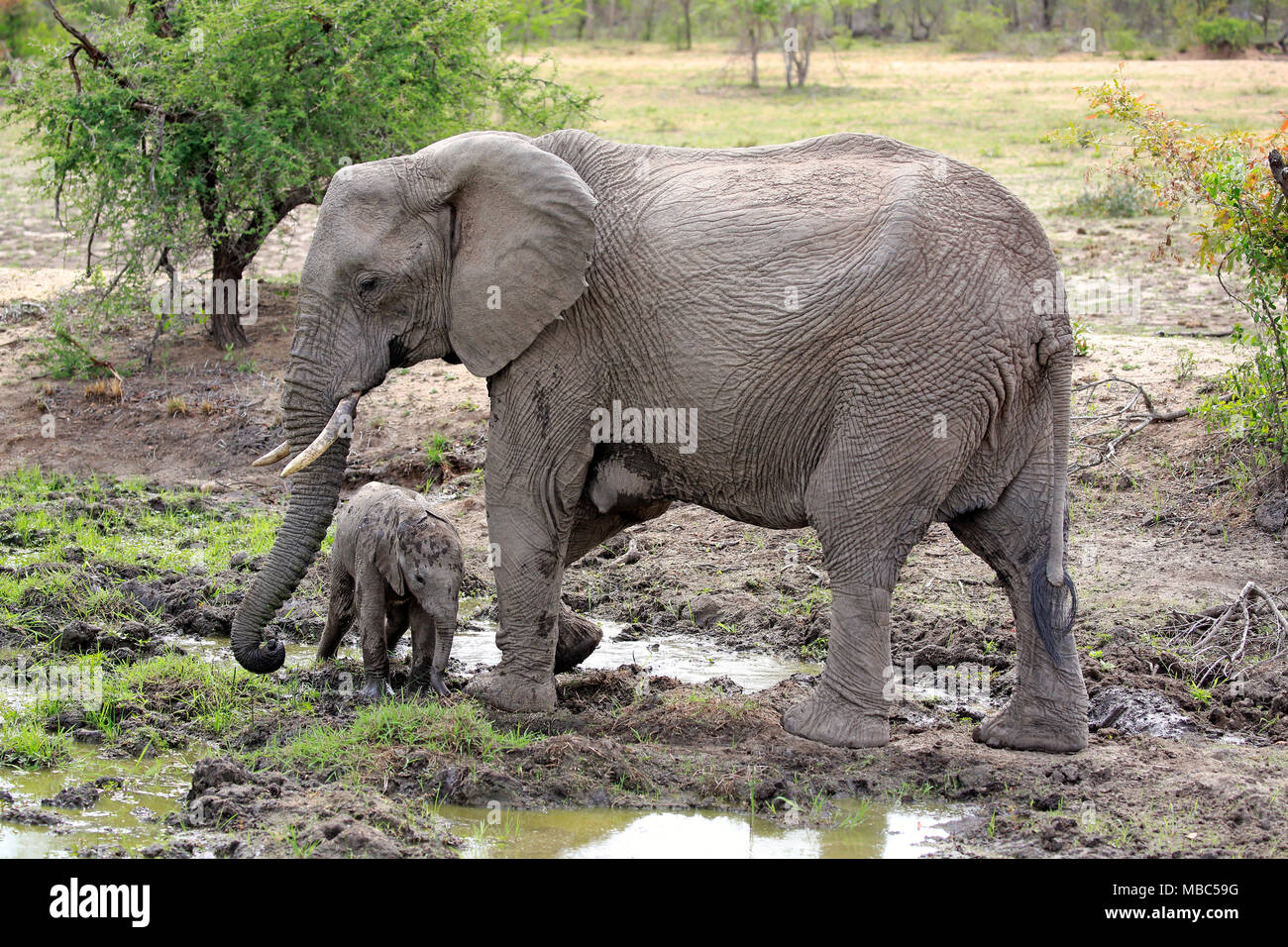 L'elefante africano (Loxodonta africana), elefante mucca con la giovane animale presso il foro di fango, Sabi Sand Game Reserve, Sud Africa Foto Stock