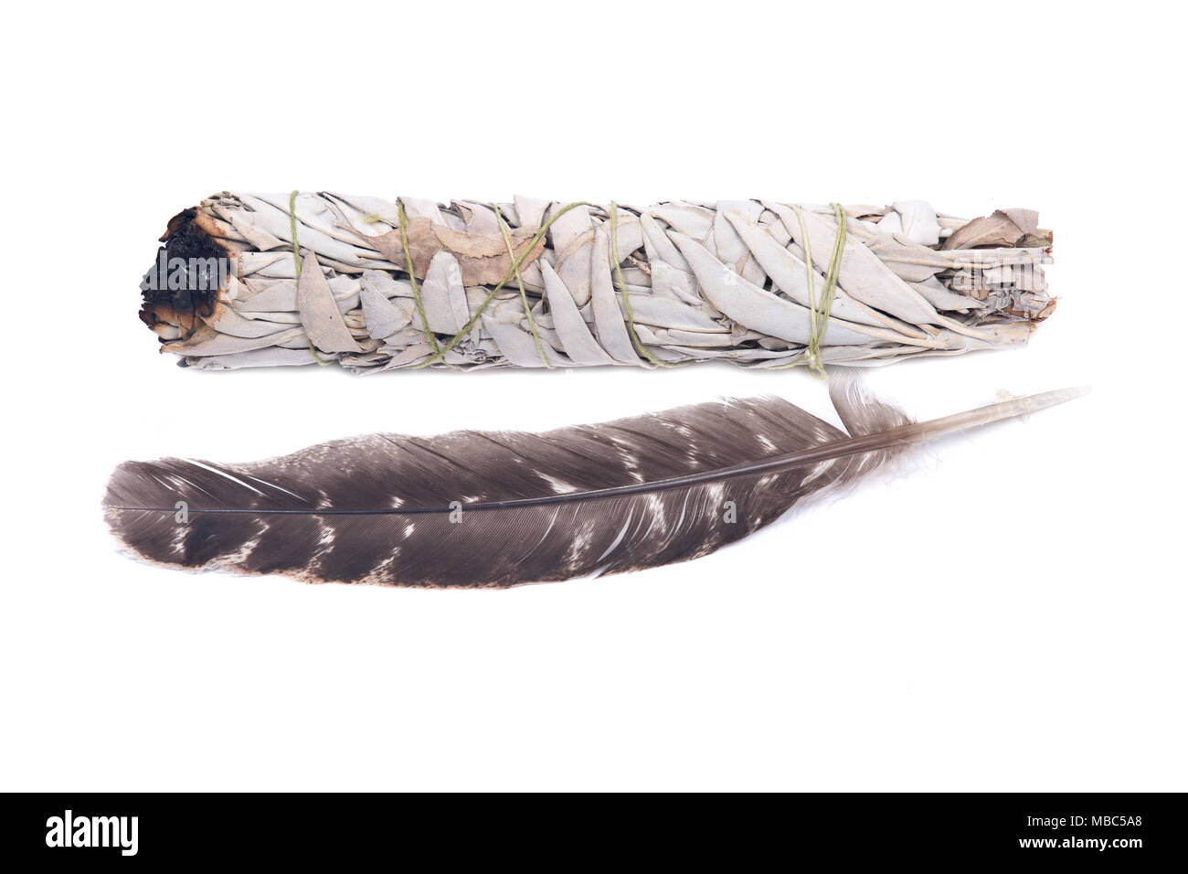 Sage Effetto sfumino con grado A bloccate la Turchia sbavature feather isolati su sfondo bianco Foto Stock