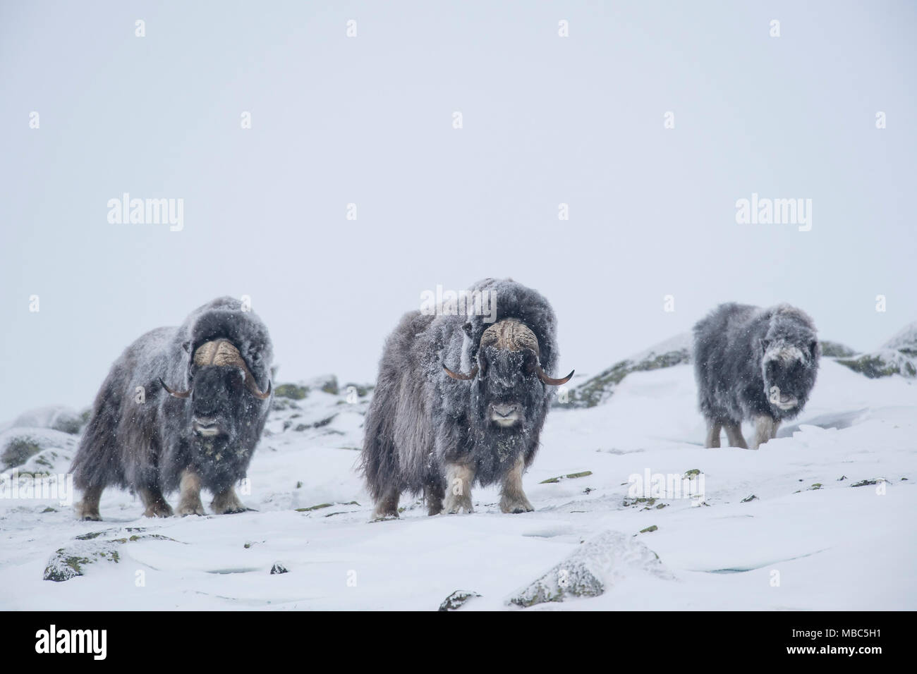 Musk ox (Ovibos moschatus), due maschi con giovani in una tempesta di neve, Dovrefjell-Sunndalsfjella National Park, Norvegia Foto Stock