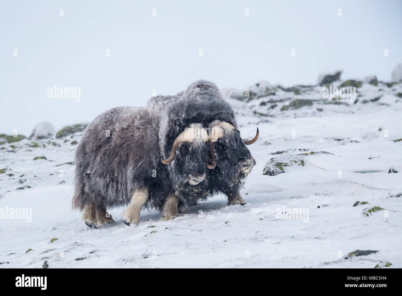 Il muschio di buoi (Ovibos moschatus), due maschi in una tempesta di neve, Dovrefjell-Sunndalsfjella National Park, Norvegia Foto Stock