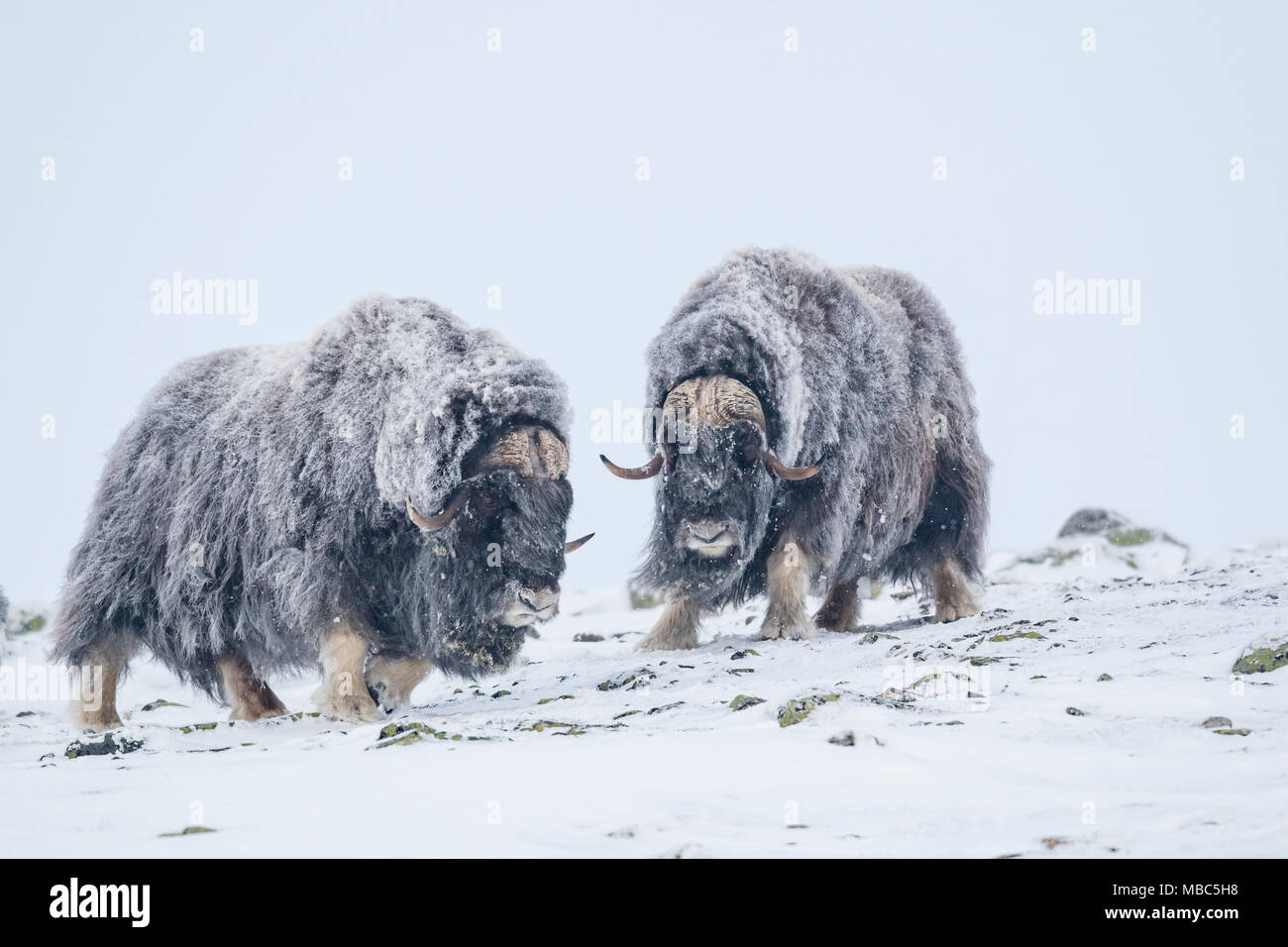 Il muschio di buoi (Ovibos moschatus), due maschi in una tempesta di neve, Dovrefjell-Sunndalsfjella National Park, Norvegia Foto Stock