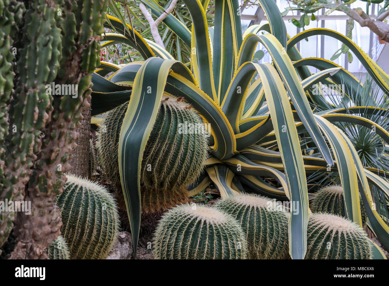 Immagini di canna indigeni di Cactus in deserti nordamericani. Comunemente trovati in Mohave, Sonora e Chihuahua deserti. Foto Stock