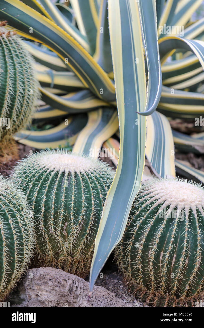 Immagini di canna indigeni di Cactus in deserti nordamericani. Comunemente trovati in Mohave, Sonora e Chihuahua deserti. Foto Stock