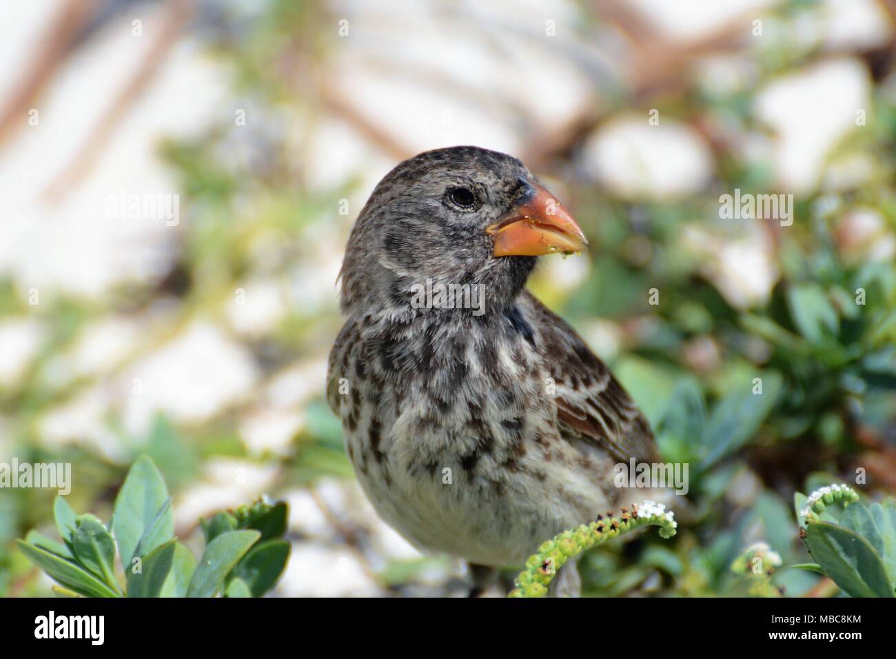 Darwin's fringuelli, femmina massa media finch San Cristobal, Isole Galapagos Foto Stock