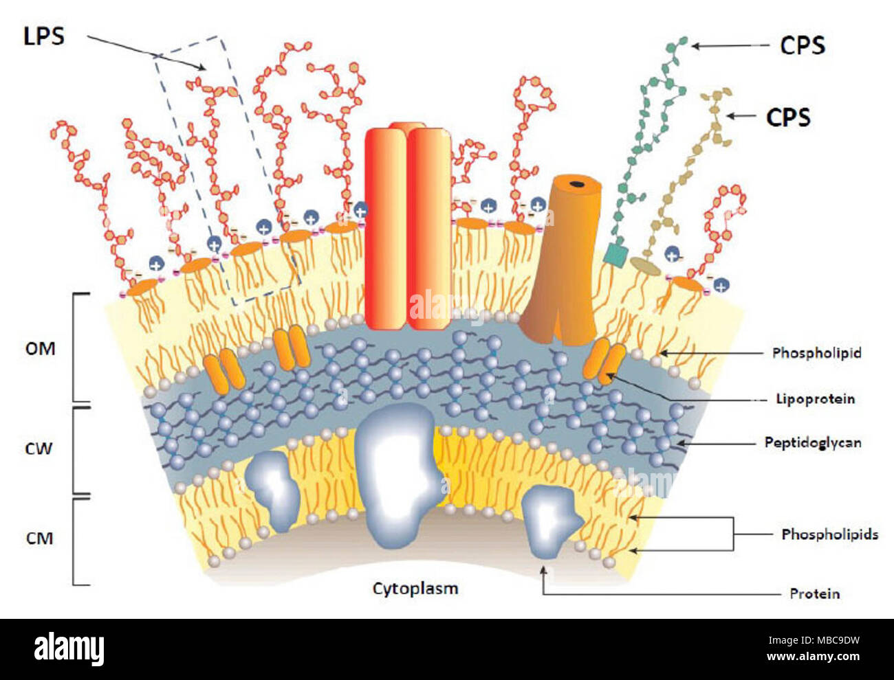 La cella di Burkholderia busta. Foto Stock