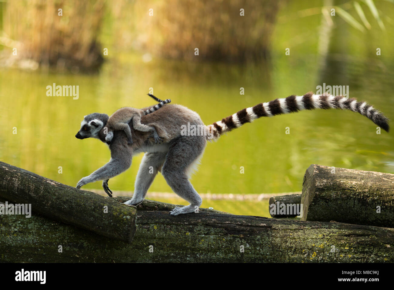 Un anello di madre-tailed lemur (Lemur cotta) porta il suo bambino sulla schiena. Foto Stock